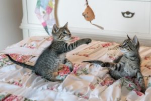 mačky v posteli